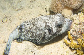  The Immaculate puffer