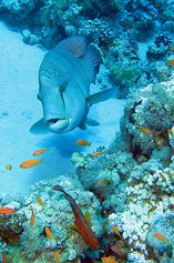 Young Humphead wrasse