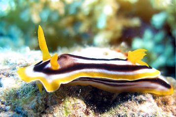 Chromodoris