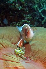 Pink anemonefish