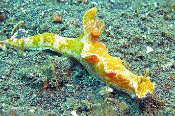 Ceratosoma tenue