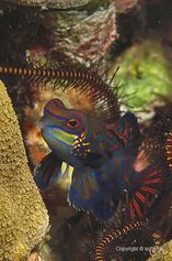 Mandarinfish