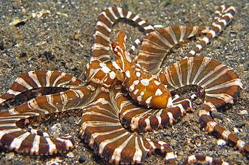 Wonderpus octopus