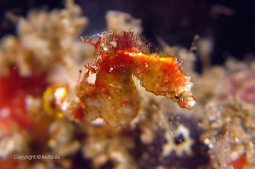 Pontohi pygmy seahorse