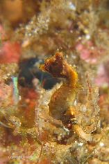 Pontohi pygmy seahorse