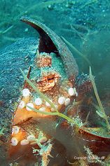 Coconut octopus