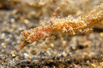 Pygmy pipehorse
