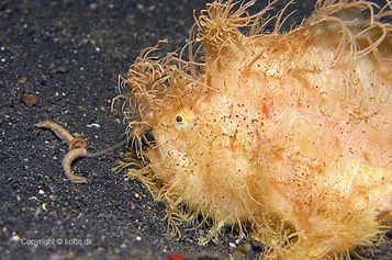 Striated frogfish using its lure