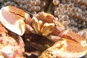 Porcelain crab with eggs