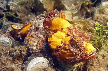 Flasher scorpionfish