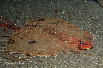 Flying gurnard