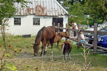 Horses