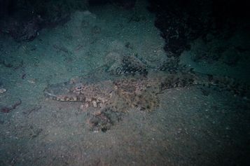 Crocodile fish