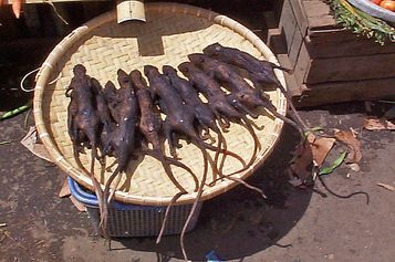 Roasted critters