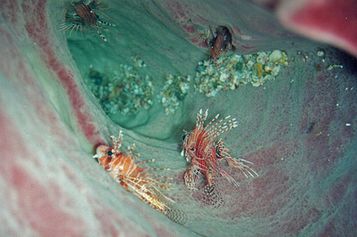  Four Broadbarred firefish in tube sponge