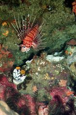 Broadbarred firefish