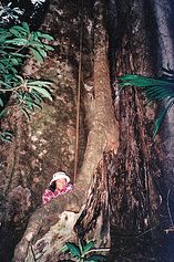 The Big Tree