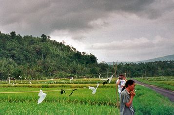 Rice fields