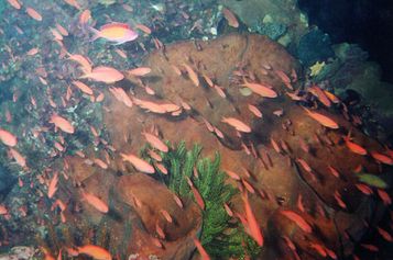 Sea goldies