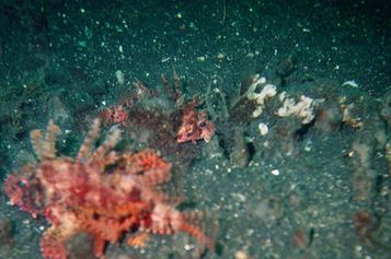 Shortfin turkeyfish