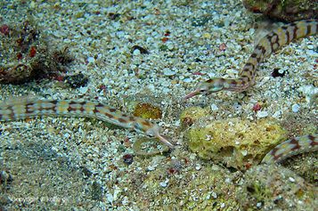 Network pipefish