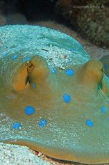 Bluespotted ribbontail ray