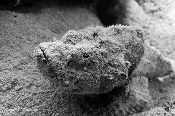 False stonefish