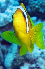 	 Twoband anemonefish