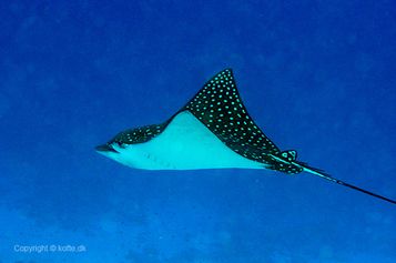 Spotted eagle ray