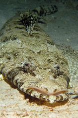 Tentacled flathead
