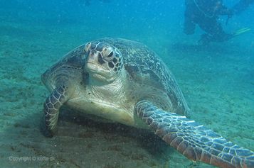Green sea turtle