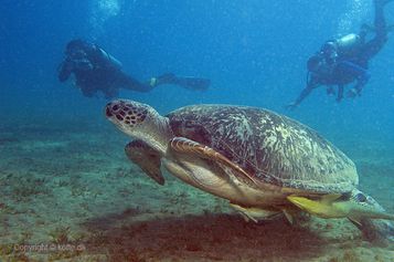 Green turtle lifting off