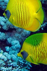 Bluecheek butterflyfish
