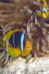  A pair of Anemonefish