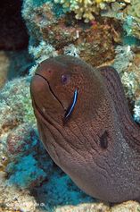 Giant moray and Bluestreak cleaner wrasse