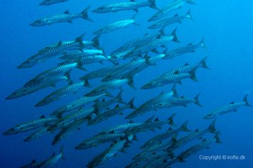 Blackfin barracudas