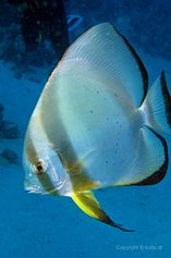 The lone Orbicular batfish