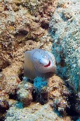 Funny Geometric moray