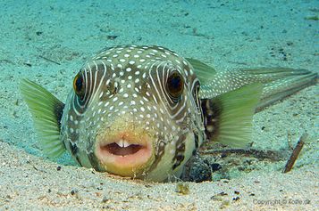 White-spotted puffer
