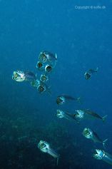 Indian mackerel