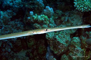 Bluespotted cornetfish