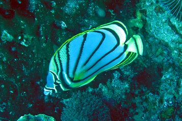 Scrawled butterflyfish