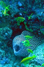 Laced moray
