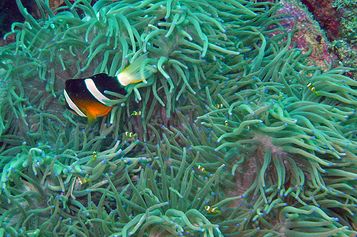 Yellowtail clownfish with tiny babies