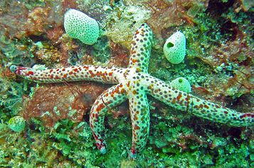 Sea star (Ophidiasteridae sp.)
