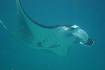 Gliding giant