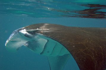  Giant manta