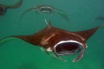 Four Giant mantas