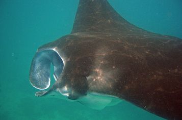  Giant manta
