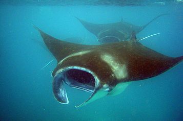 Two sliding Mantas